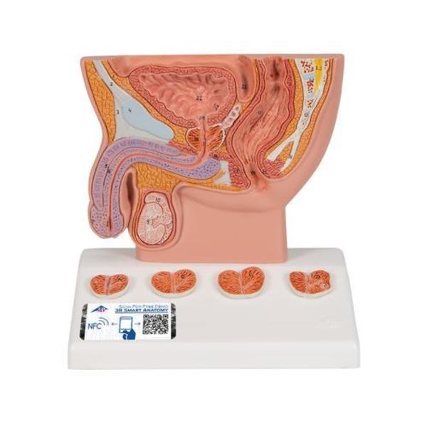 3B Scientific Prostate Model, 1/2 natural - w/ 3B Smart Anatomy 1000319